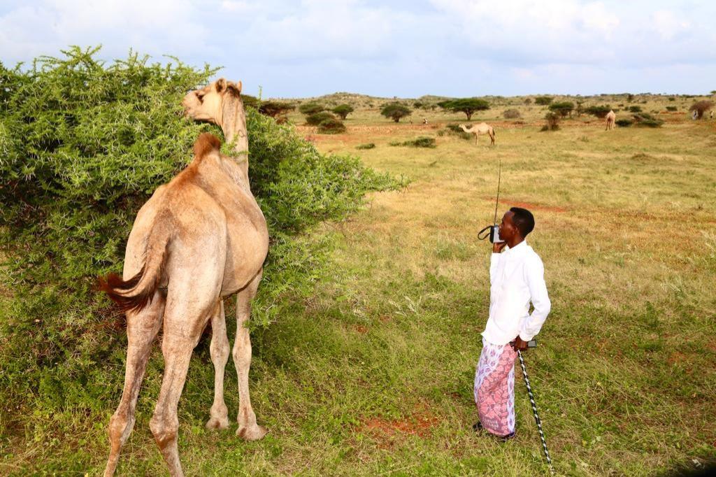 Sharmarke’s Life in the Mudug Plains; A Masaafo Short Story